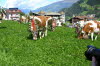 CFK-Mayrhofen-2013-G166