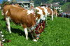 CFK-Mayrhofen-2013-G168