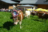 CFK-Mayrhofen-2013-G176