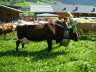 CFK-Mayrhofen-2013-G179