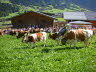 CFK-Mayrhofen-2013-G180