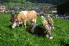 CFK-Mayrhofen-2013-G184