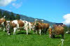 CFK-Mayrhofen-2013-G186