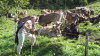 Die sch�nsten Damen am Alpsee